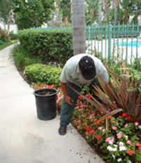 Los Angeles irrigation repair contractor checks drip lines for a flower bed