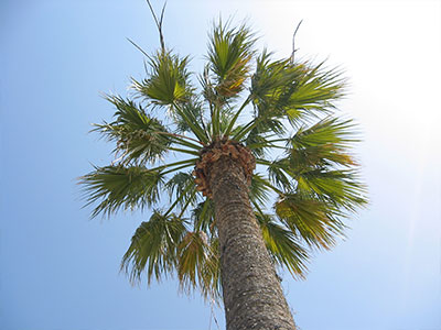 Palm Tree in Los Angeles, California